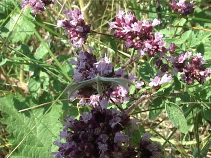 Schlehen-Federgeistchen ( Pterophorus pentadactyla ), ihre Vorder- und Hinterflügel sind federartig aufgespalten : Kaiserstuhl, 21.07.2006